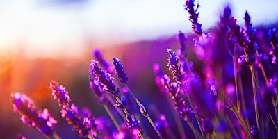 All About Lavender  primärbild
