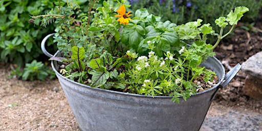 Primaire afbeelding van Savory Saturday: An Herb Garden Workshop
