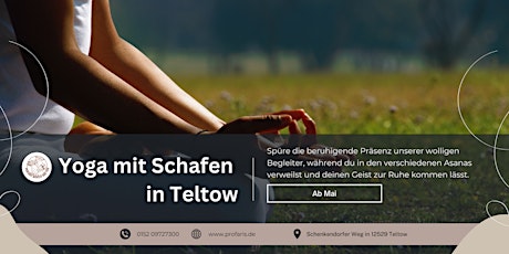 Yoga mit Schafen