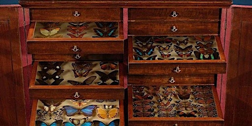 Hauptbild für Butterfly Pinning Workshop
