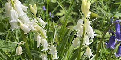 Spring Foraging Walk primary image