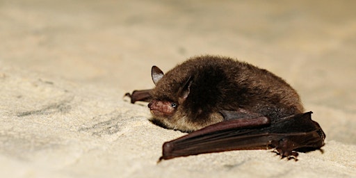 Primaire afbeelding van Evening Bat Walk at Leg o'Mutton
