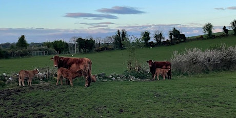 Bealtaine at Rathcroghan - A Two Lecture Seminar