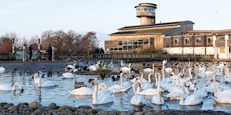 WWT Slimbridge Wetlands Centre Walk and Roll