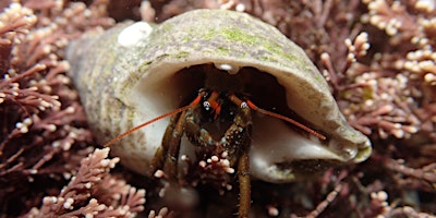 Cornwall Wildlife Trust Shoresearch Intertidal Survey (booking required) primary image