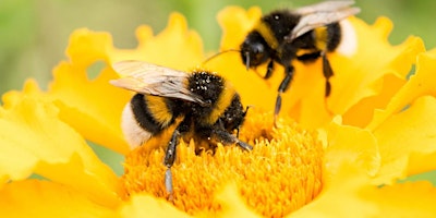 Immagine principale di NACW Lansing "BEE Part of The Hive" May Membership Event 