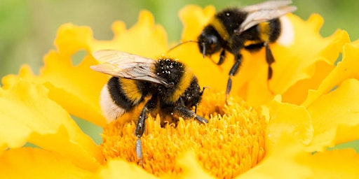 Imagem principal de Copy of NACW Lansing "BEE Part of The Hive" May Membership Event