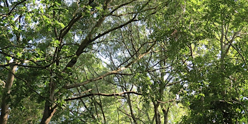 Hauptbild für Sensory Walk