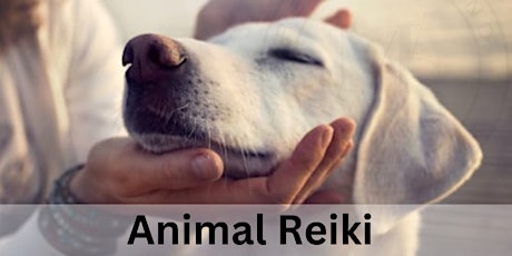 Animal Reiki Training Class Levels 1 and 2
