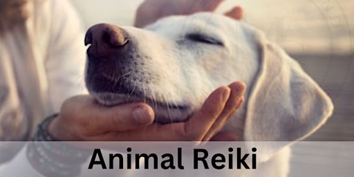 Animal Reiki Training Class Levels 1 and 2 primary image