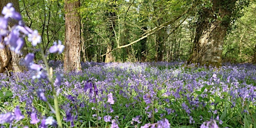 Bluebell Trail Walk primary image