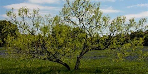 Image principale de Brush Management Field Day