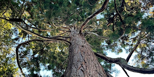 Imagem principal do evento The Ancient Trees of Ashton Court Estate