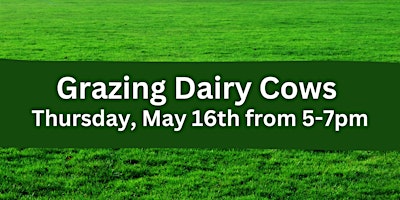 Grazing Dairy Cows primary image