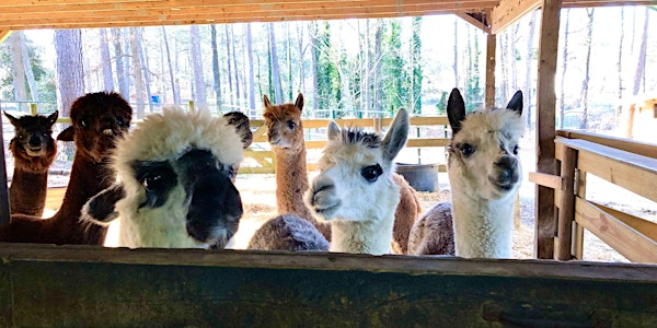 Memorial Day Weekend Alpaca Barn Tour at Creekwater Alpaca Farm