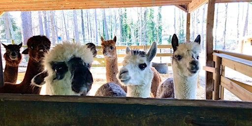 Image principale de Memorial Day Weekend Alpaca Barn Tour at Creekwater Alpaca Farm