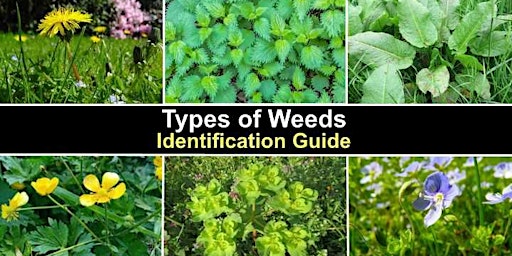 Hauptbild für Weeds in Ag: Best Practices to Identify and Eradicate