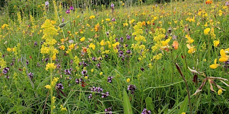 Conservation grazing in chalk grassland