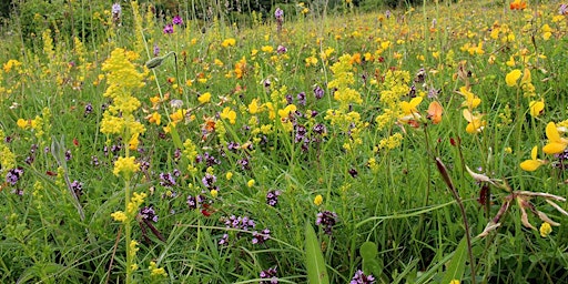 Image principale de Conservation grazing in chalk grassland