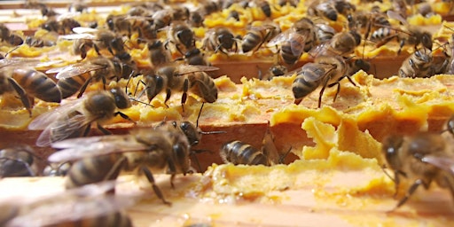 WORLD BEE DAY primary image