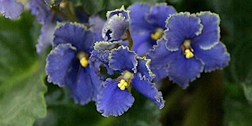 7-15-2024  African Violets primary image