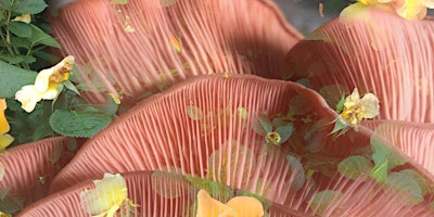 Pink Oyster Mushroom Cultivation Workshop primary image
