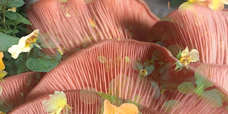 Pink Oyster Mushroom Cultivation Workshop