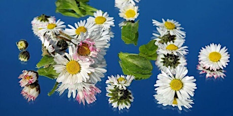 The Spirit of Flowers - An Experiential Workshop with Cheralyn Darcey primary image