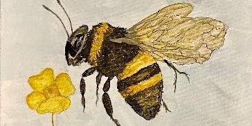 Primaire afbeelding van Bumblebee and Buttercups | Brenda Dwyer, instructor