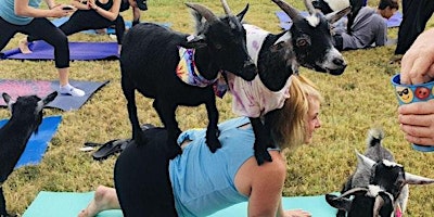 Imagem principal do evento Goat Yoga @ 9Round