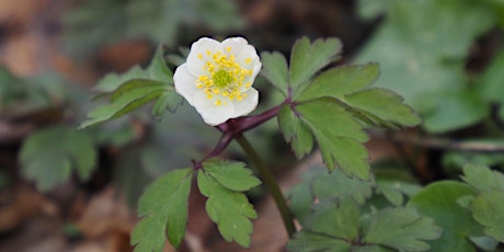 Spring Ephemeral Wildflower Walk