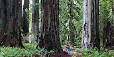 Image principale de Redwood Waterfall Expedition