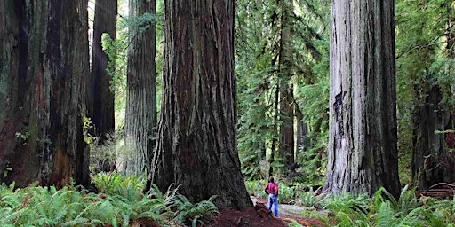 Redwood Waterfall Expedition primary image
