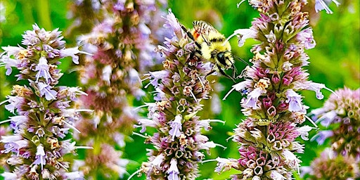Primaire afbeelding van BETTER BUGS N' GARDENS - Attracting Pollinators to your Yard!