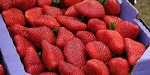 Strawberry Festival at Dry Creek Oaks in Galt, CA