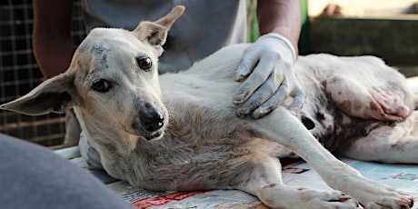 Examination and treatment of abandoned dogs