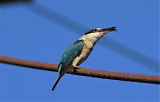 Imagem principal do evento Introduction to Bird Watching in Murray River National Park (Katarapko)