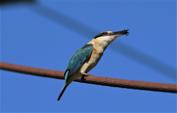 Introduction to Bird Watching in Murray River National Park (Katarapko)