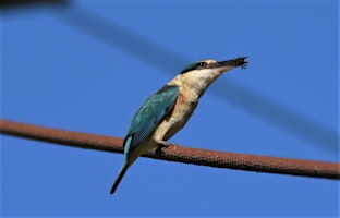 Image principale de Introduction to Bird Watching in Murray River National Park (Katarapko)