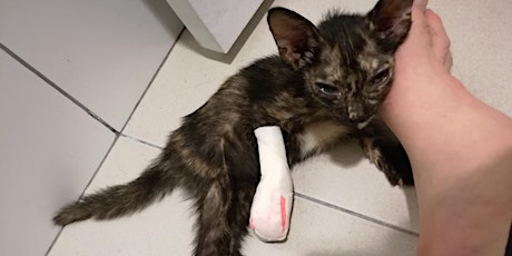 Help And Care For Injured Homeless cats in Liverpool