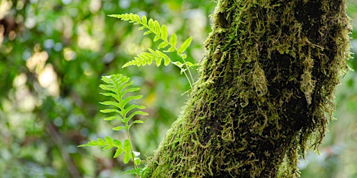 Trees of Bear Valley primary image