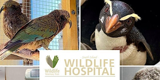 Imagem principal do evento South Island Wildlife Hospital Fundraising Quiz Night!