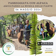 Passeggiata con Alpaca