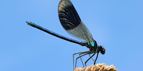 Dragonflies at Llangorse Lake - morning walk