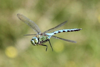 Dragonflies at Llangorse Lake - Afternoon walk