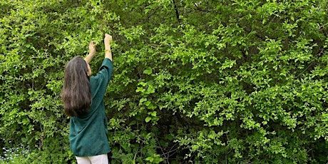 Foraging walk, Meditation and Creative Session