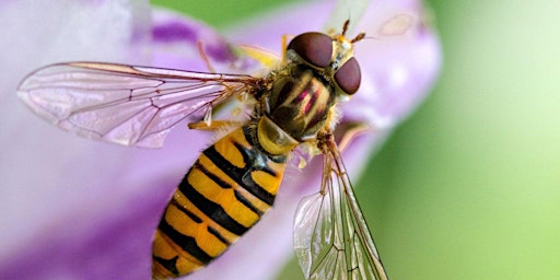 Primaire afbeelding van Hoverfly ID training