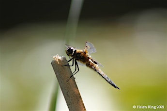 Damselfly & Dragonfly Identification Training session 2: Dragonflies  primärbild