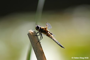 Immagine principale di Damselfly & Dragonfly Identification Training session 2: Dragonflies 
