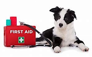 Hauptbild für Eden Vets First Aid for Pets - Client Care Evening 16/07/24